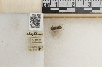 Media type: image;   Entomology 770822 Aspect: Labels